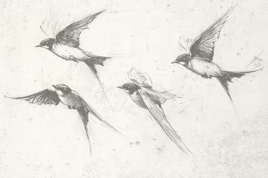 zidne murale Ptice koje lete, crtež tušem, minimalizam, sive boje w02155