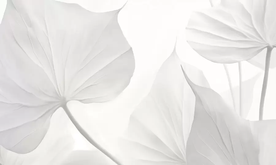 zidne murale Lišće w05080